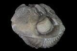 Bargain, Wide Eldredgeops Trilobite - Silica Shale #137261-5